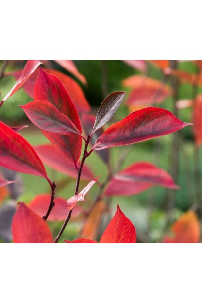 Горобина чорноплідна Хугін – багатий на антиоксиданти